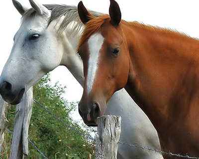 CABALLOS